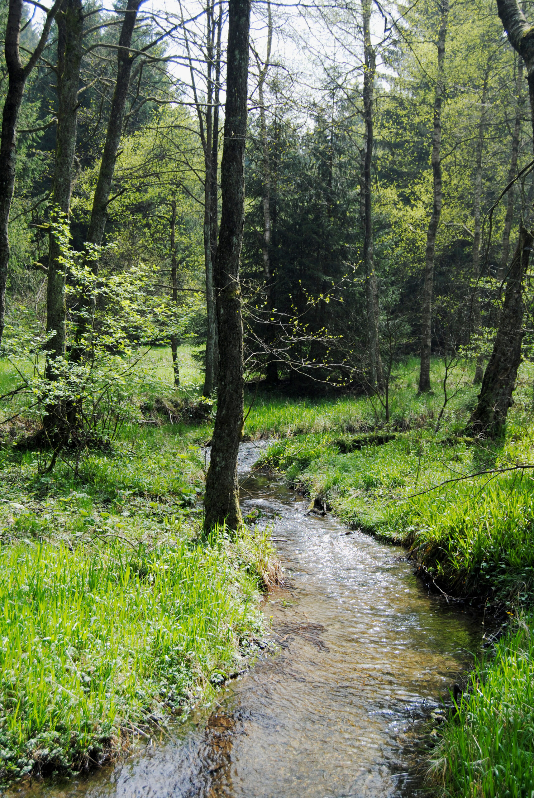 Bach fließt durch Wald